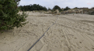 Çeşme’de beach clup yapmak için doğayı tahrip ettiler!