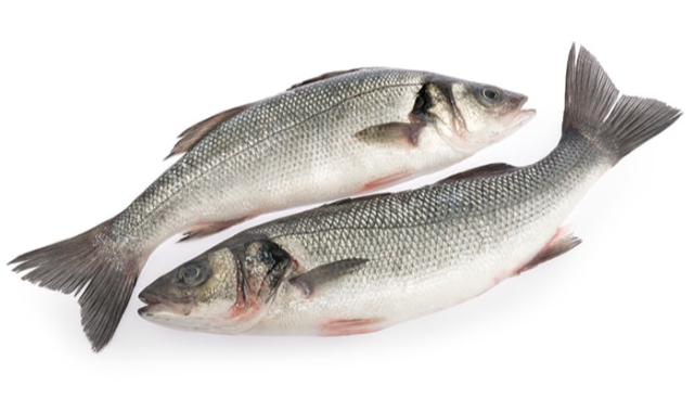 Levreklerdeki hastalık Meclis gündeminde: Prosedürlerin Belirlenmesi Elzem!