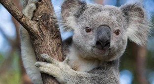 Nesli tükenme tehlikesine onlar da girdi