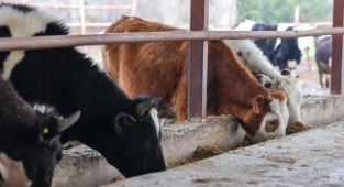 Buca Belediyesi’nden çiftçiye arpa desteği