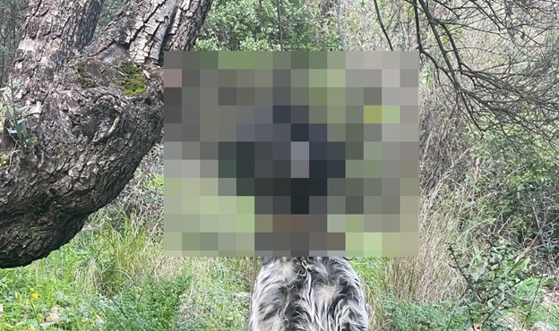 Muğla'da vahşet: Ağaca asılı halde bulundu!