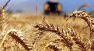 Rusya tahıl ve şeker ihracatını askıya aldı