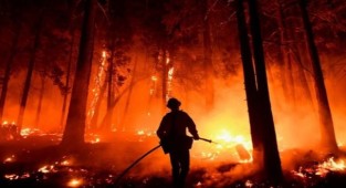 CHP'li Polat, orman yangınlarına dikkat çekti: 'İktidar ders almadı'