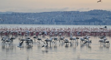 Çiğli'nin “Pembe Misafirlerine” Berlin'den Güzel Haber