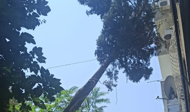 Konak Belediyesi ve AKUT’tan ortak çalışma: Apartmanın üzerine devrilen ağaç kaldırıldı!
