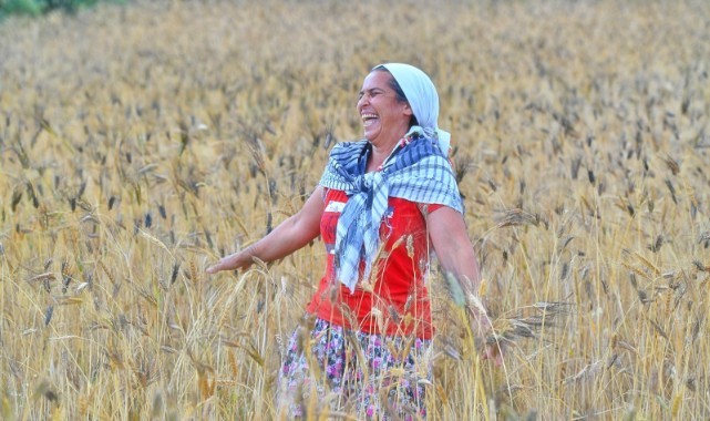 Soyer müjdelemişti: Karakılçık buğdayı eken üreticinin yüzü güldü!