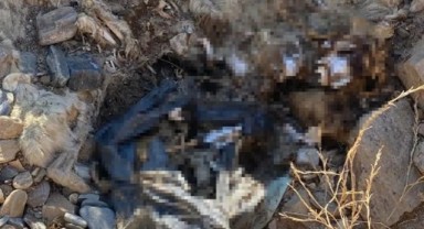 Bayındır’da köpek katliamı iddiası! Başkandan açıklama