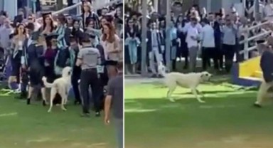 Ege Üniversitesi mezuniyetinde köpek dehşeti! Herkese saldırdı