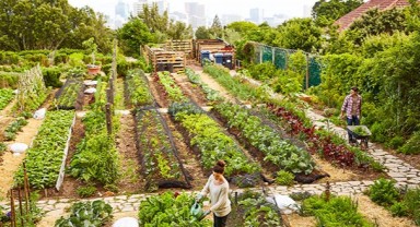 Karşıyaka’da Kentsel Gıda Ve Kent Tarımı Konuşulacak