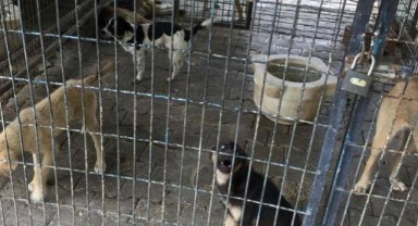 Korkunç iddia! İzmir'de yüzlerce köpek ilaç verilerek öldürüldü mü?