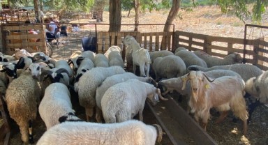 Seferihisar Kurbanlık Pazarı Kuruldu