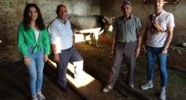 AHBAP, 25 gündür firarda olan ineği satın aldı, İzmir'deki barınağa gönderdi