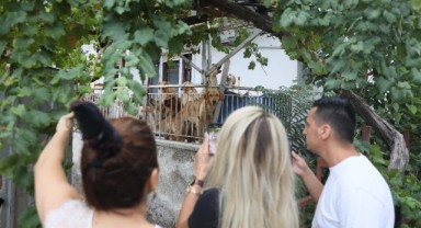 Antalya’da ‘açlıktan köpekler birbirini yedi’ iddiası