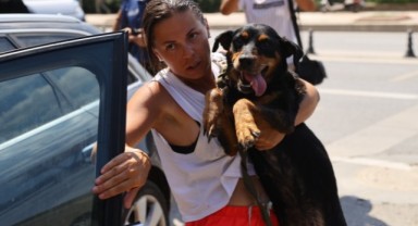 Araçta bırakılan köpeklerden biri havasızlıktan öldü