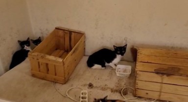 Bursa'da ikinci çöp ev vakası: 2 kamyon çöp ve 30 kedi çıkarıldı!