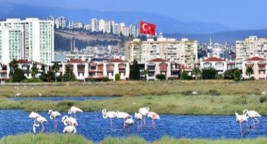 Flamingolar İzmirlileri büyülüyor