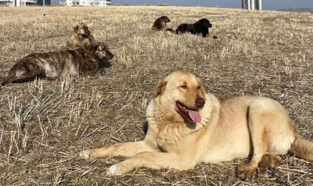 Havrita’ya erişim engeli getirildi