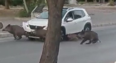 İzmir'de inanılmaz kaza! Yaban domuzu sürüsüne çarptı