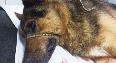 Köpeği tüfekle vurdu, serbest bırakıldı
