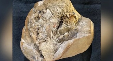 Dünya'nın en yaşlı kalbini buldular! Tam 390 milyon yıllık kalp kime ait?