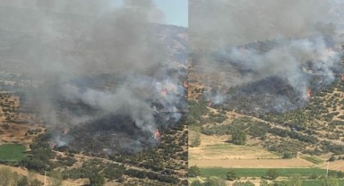 İzmir'de orman yangını! Havadan ve karadan müdahale...