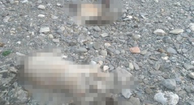 2 yavru köpek işkence edilerek öldürüldü