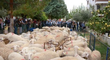 İzmir Büyükşehir Belediyesi’nde 34 üreticiye daha hayvan desteği