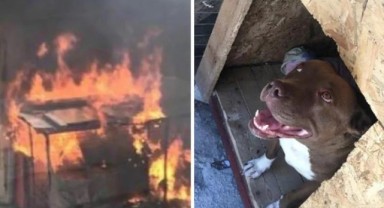 İzmir'de korkunç olay! Kulübesindeki 'Şila'yı yakarak öldürdüler