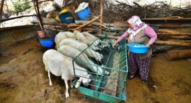 Büyükşehir'in verdiği üç koyundan 48 koyuna