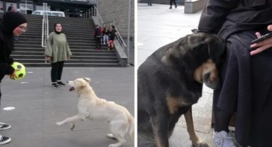 Tartışma yaratan karar: Sahipli köpeklerin tümüne ağızlık şartı