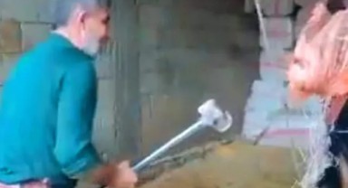 Tepki çeken görüntüler: Mardin’de boğanın kafasına balyozla vurdu!