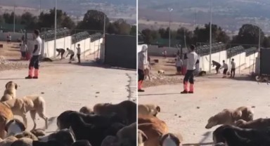 Türkiye’yi ayağa kaldıran görüntü: Kürekle köpek öldürdü