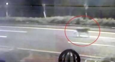 Ankara'da hayvanat bahçesinden kaçan aslan yola indi