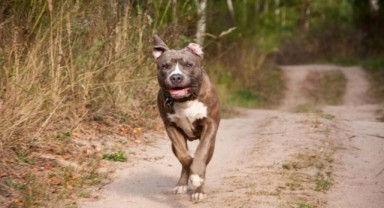 Pitbull saldırısına uğrayan kişi yaralandı