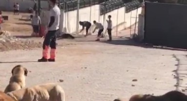 Barınak vahşetinde tahliye kararı