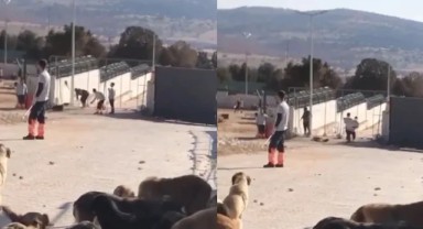 Barınakta köpeği katleden sanıkların tahliyesine tepki