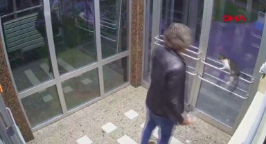 Kedileri zehirliyor haberleriyle gündeme gelmişti: Bu kez saldırı görüntüleri ortaya çıktı