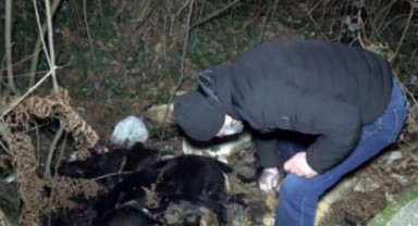 Öldürülen 9 köpek yol kenarına bırakıldı