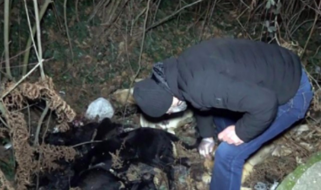 Öldürülen 9 köpek yol kenarına bırakıldı