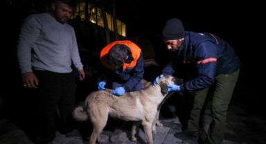 Buca Belediyesi veterinerleri deprem bölgesinde