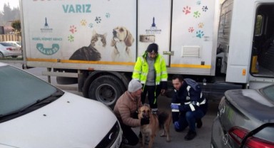 İzmir Büyükşehir Belediyesi depremden etkilenen hayvanları unutmadı