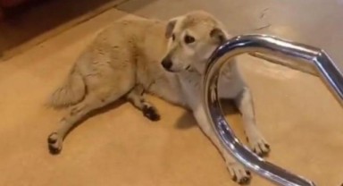 Kaptan 'vapurda köpek var' diyerek seferi iptal etti, İBB inceleme başlattı