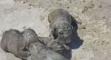 Antalya’da yavru köpek katliamı: Üzerine beton döktüler!