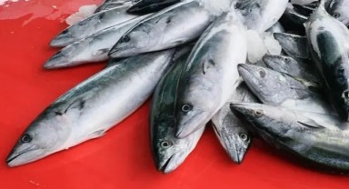 Balık sezonu karnesi: Palamut iyi, hamsi çok kötü!