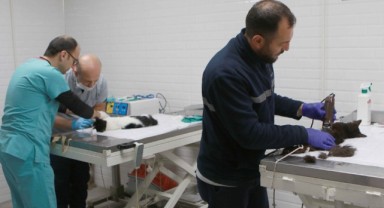 Bayraklı’daki can dostlara özel klinik!