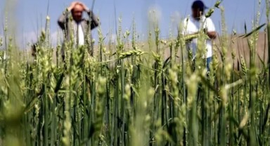 Tarımı depremden sonra sel ve dolu vurdu: Pahalılık katlandı!
