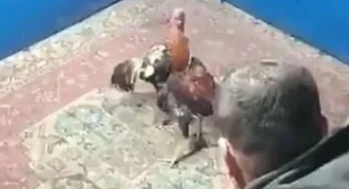 Yer Zonguldak... Hayvanları Koruma Derneği'ne horoz dövüşü baskını!
