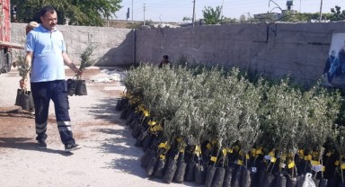 İzmir’den Osmaniye’ye 20 bin zeytin fidanı