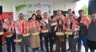 Kemalpaşa'da ilk kiraz hasadı yapıldı