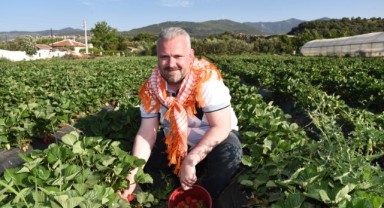 Menemen’de çilek kokulu günler başlıyor